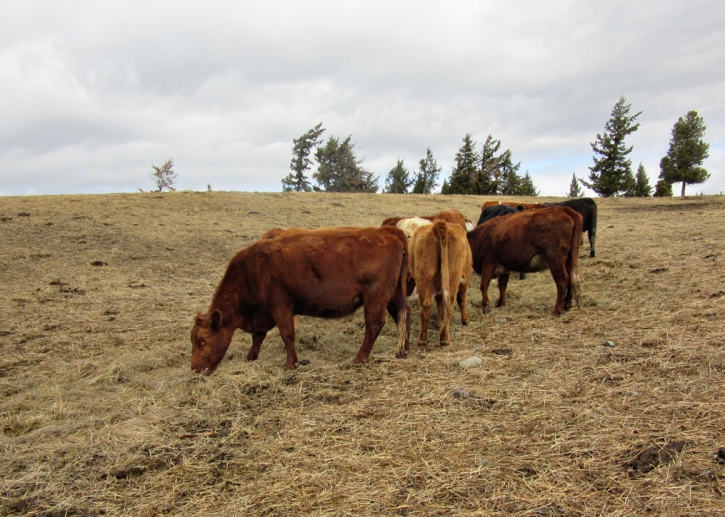 BC Livestock Sale Image