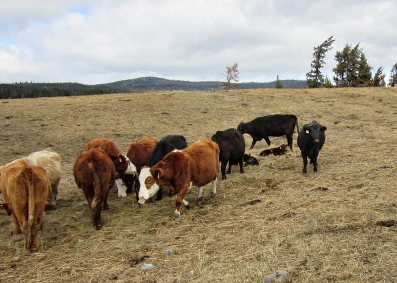 BC Livestock Sale Image