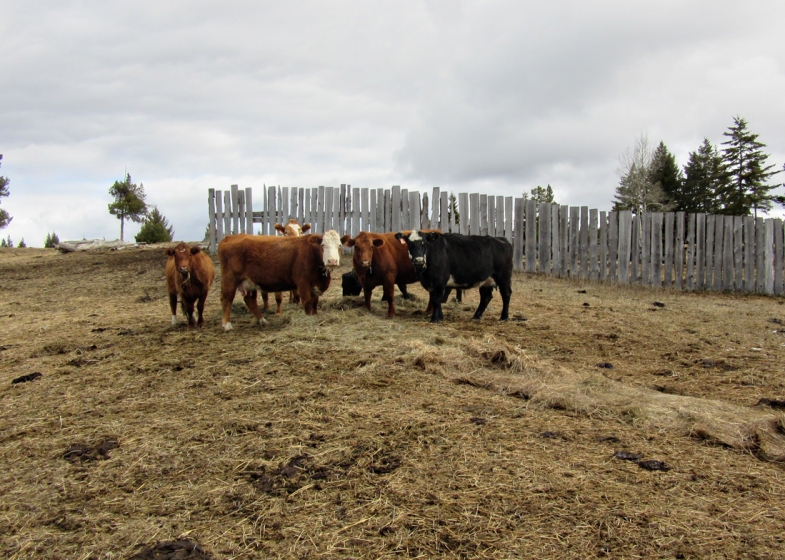 BC Livestock Sale Image