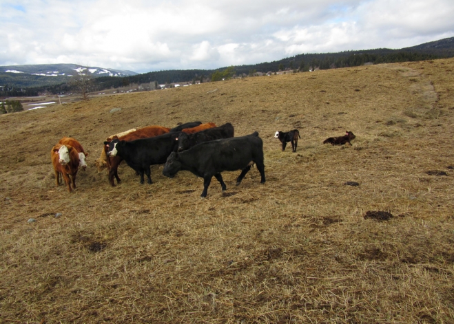 BC Livestock Sale Image