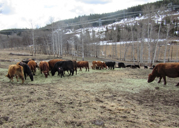 BC Livestock Sale Image
