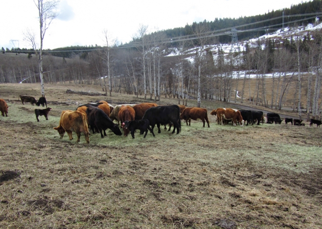 BC Livestock Sale Image