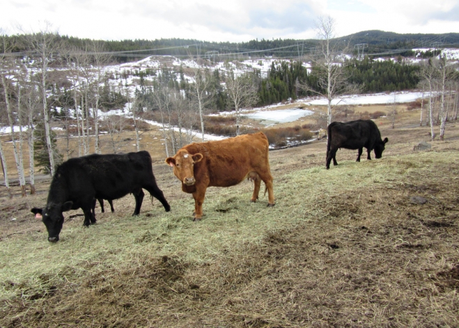 BC Livestock Sale Image