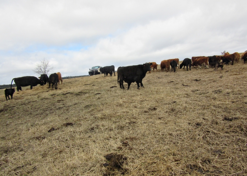 BC Livestock Sale Image