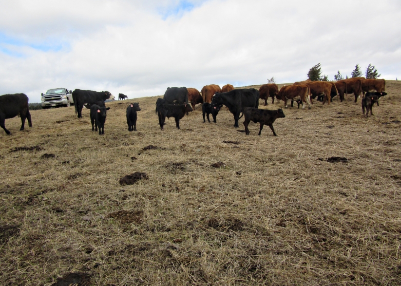 BC Livestock Sale Image