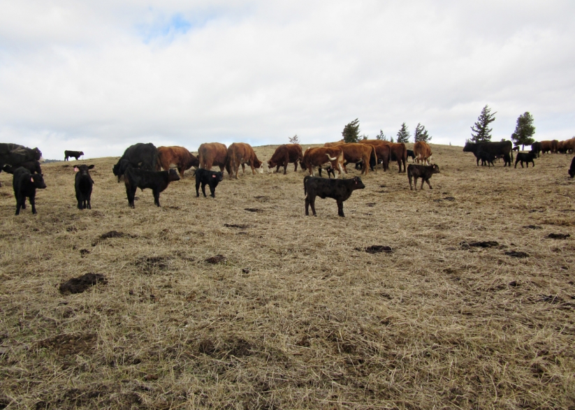 BC Livestock Sale Image
