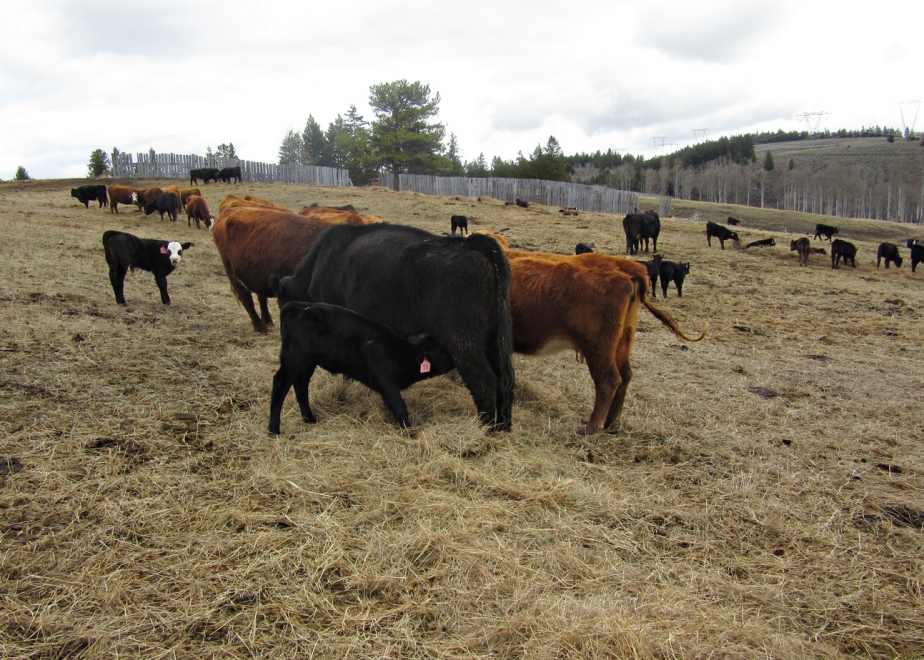 BC Livestock Sale Image