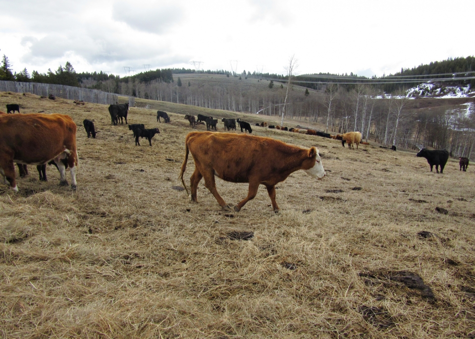 BC Livestock Sale Image