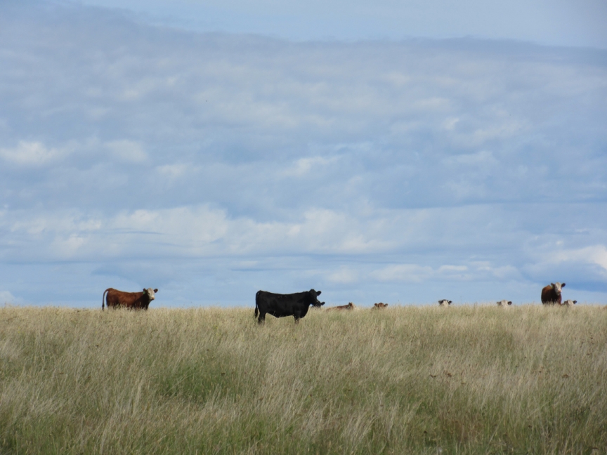BC Livestock Sale Image