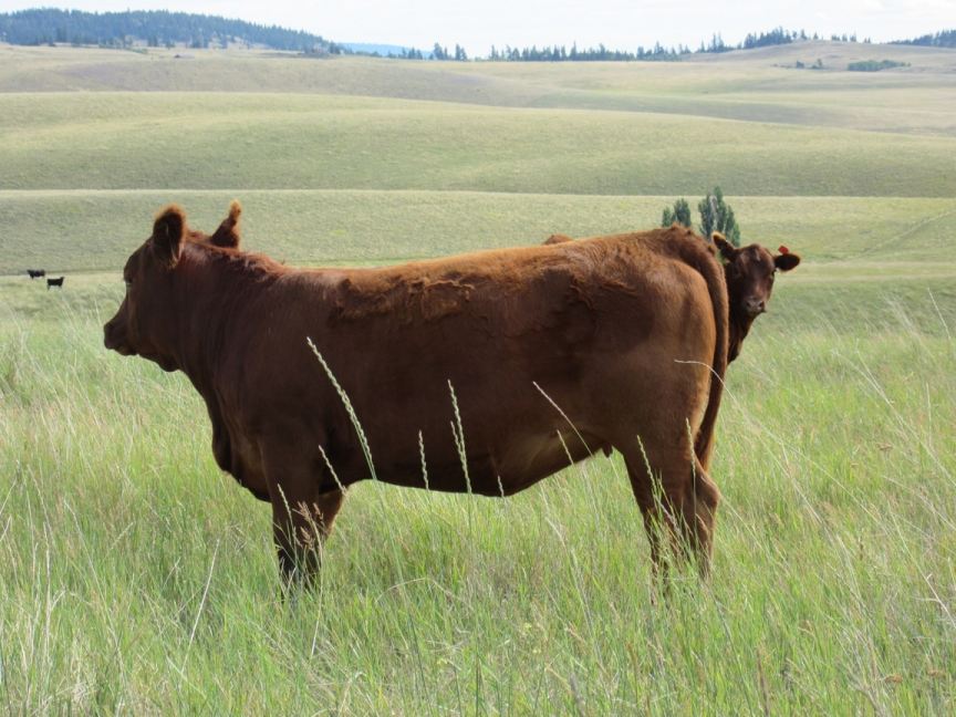 BC Livestock Sale Image