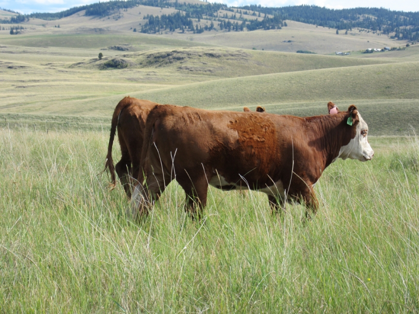 BC Livestock Sale Image