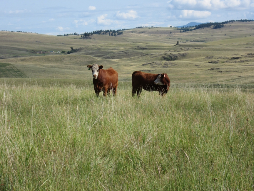 BC Livestock Sale Image