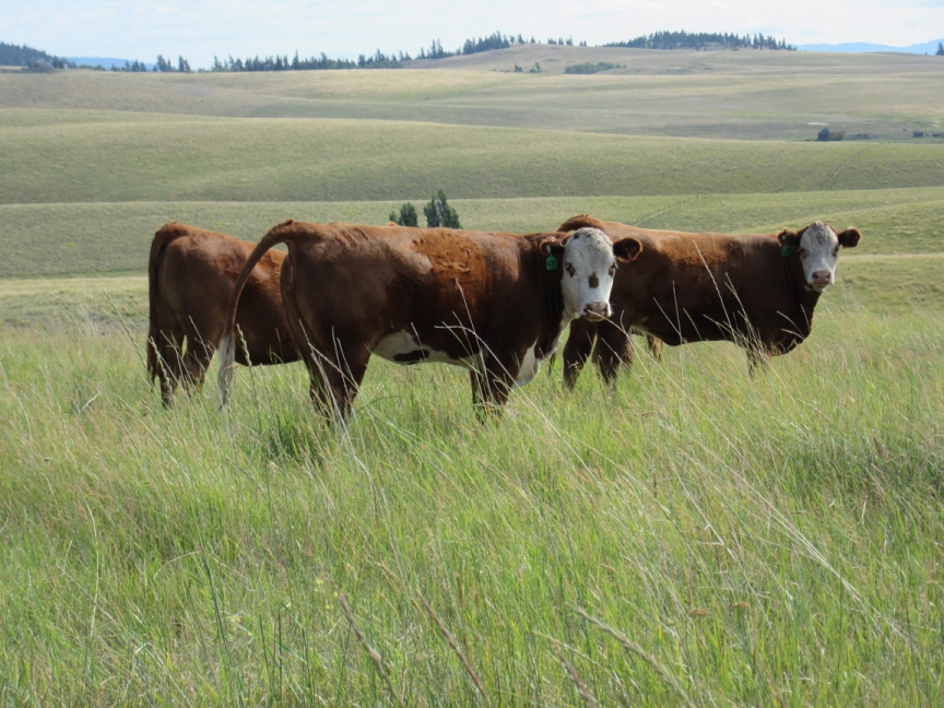 BC Livestock Sale Image