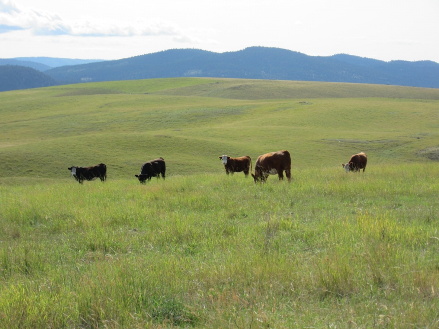 BC Livestock Sale Image