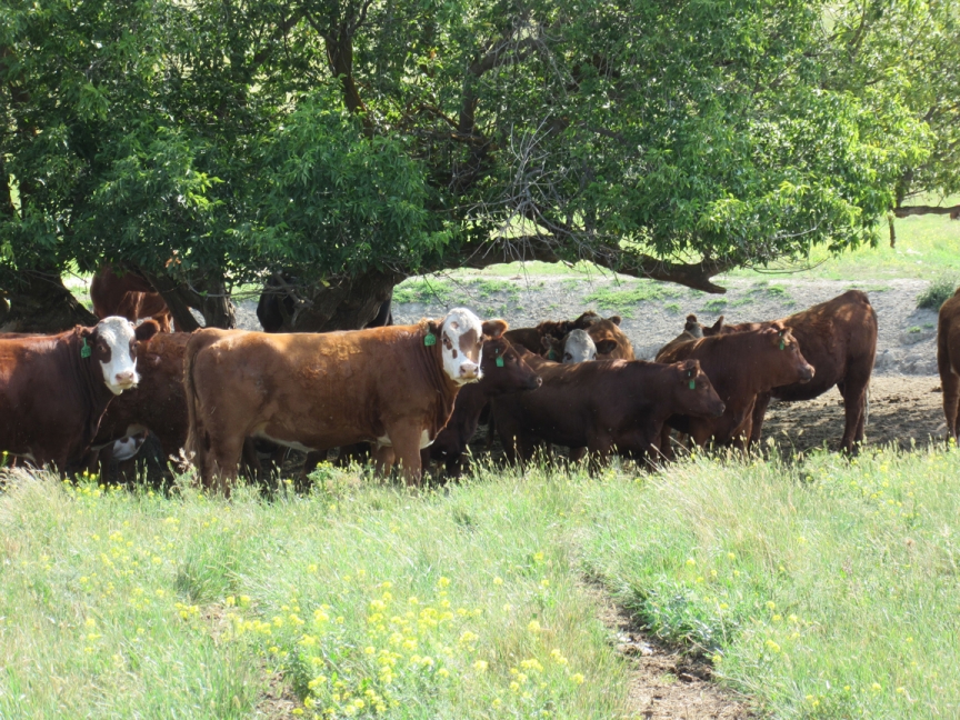 BC Livestock Sale Image