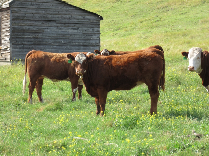 BC Livestock Sale Image