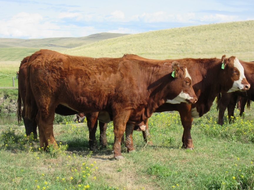 BC Livestock Sale Image