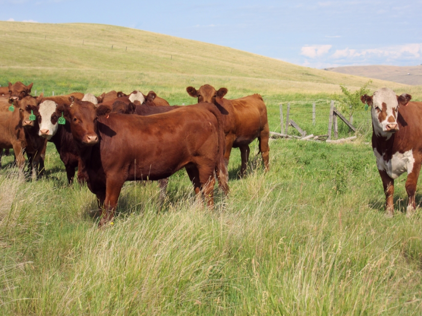 BC Livestock Sale Image
