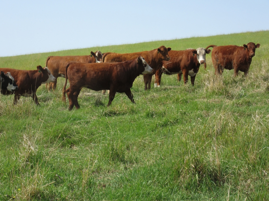 BC Livestock Sale Image
