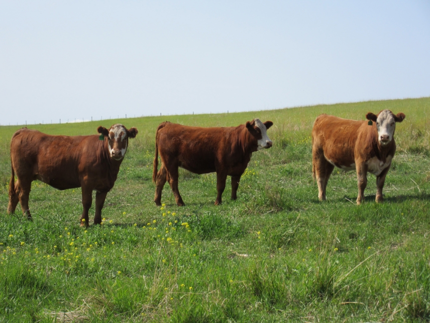 BC Livestock Sale Image
