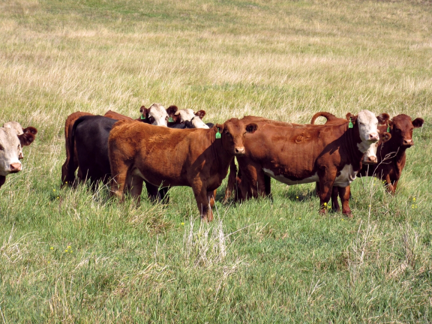 BC Livestock Sale Image