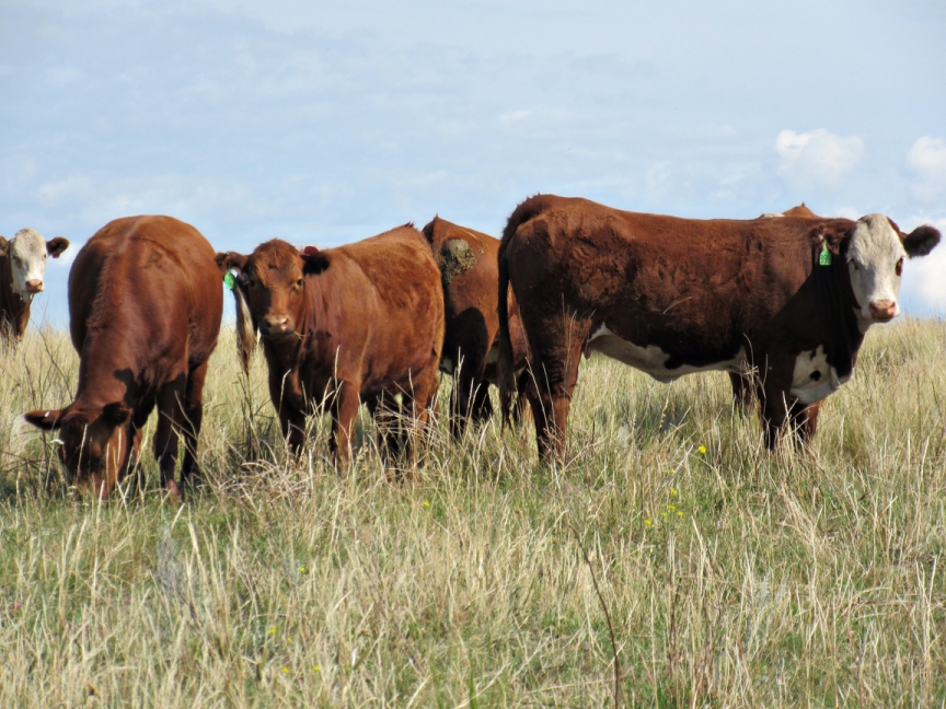 BC Livestock Sale Image