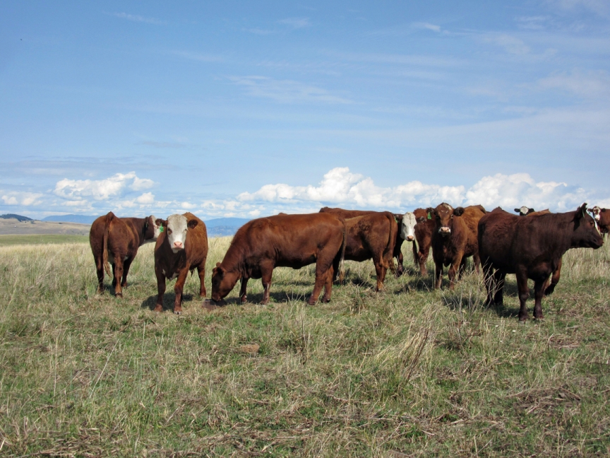 BC Livestock Sale Image