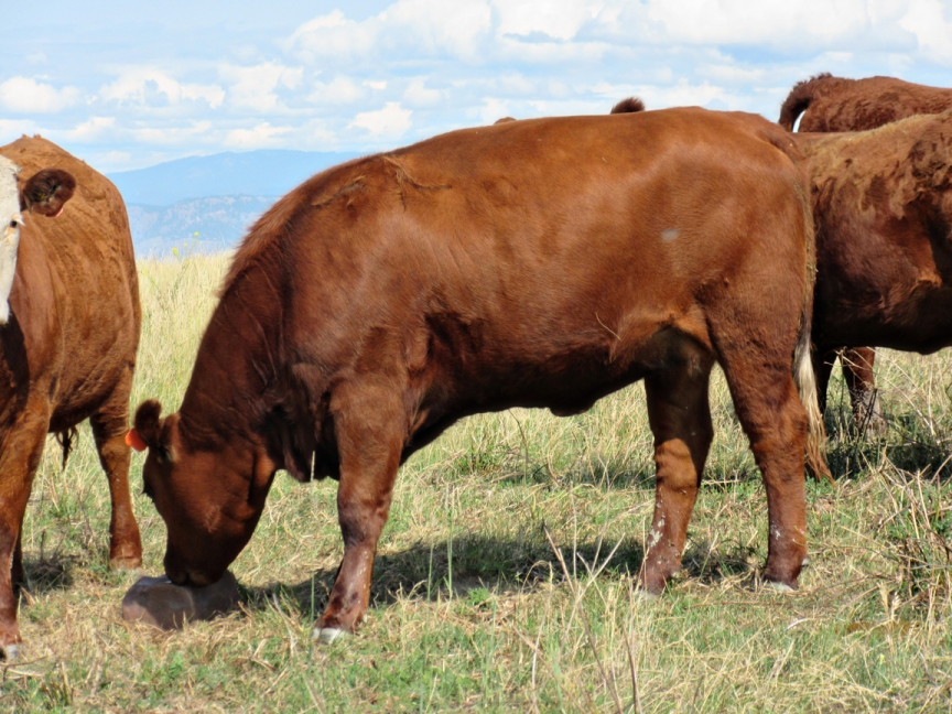 BC Livestock Sale Image