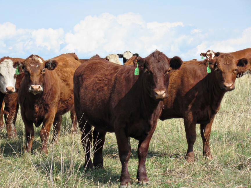 BC Livestock Sale Image