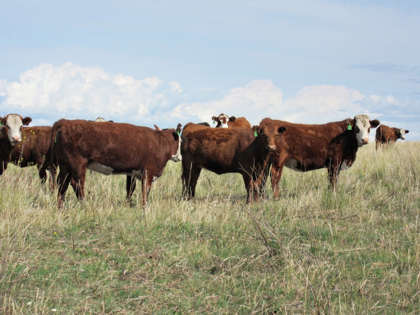 BC Livestock Sale Image