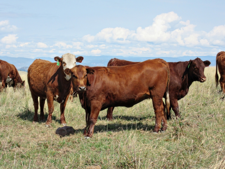 BC Livestock Sale Image