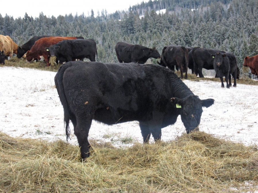 BC Livestock Sale Image