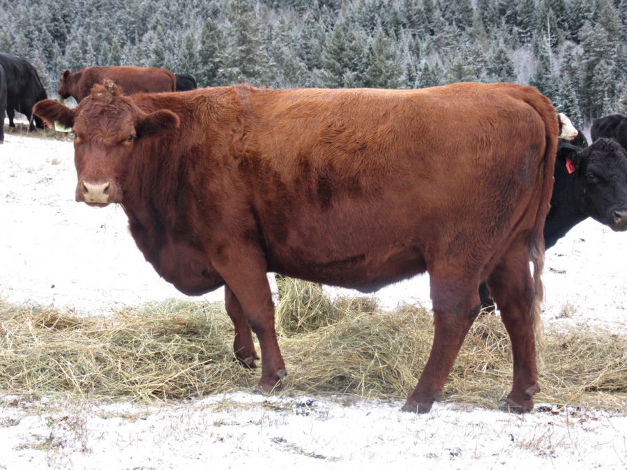 BC Livestock Sale Image