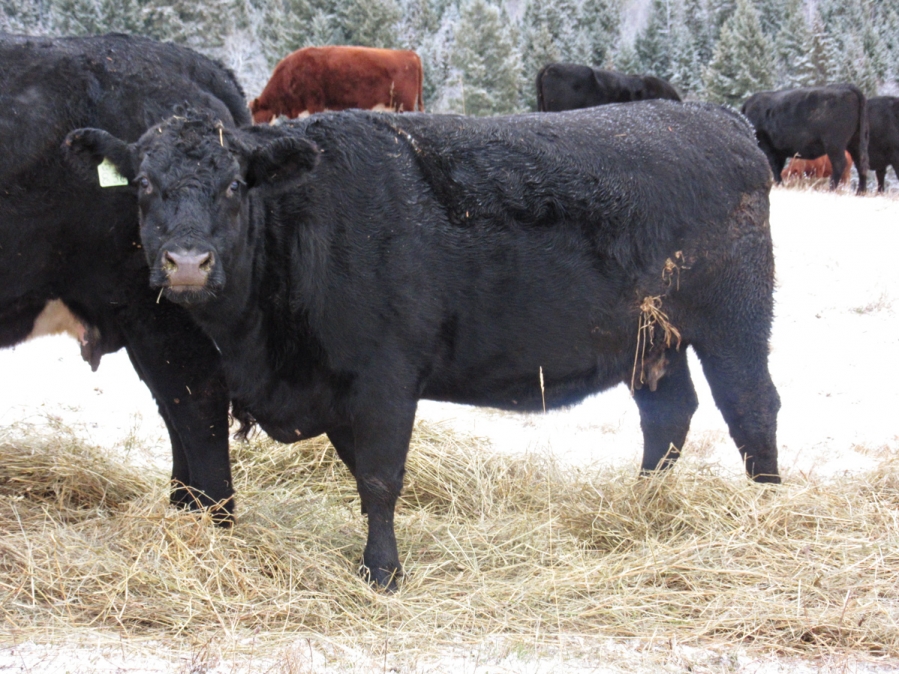 BC Livestock Sale Image