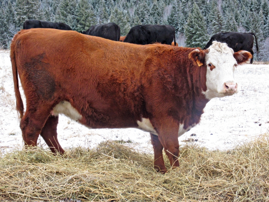 BC Livestock Sale Image