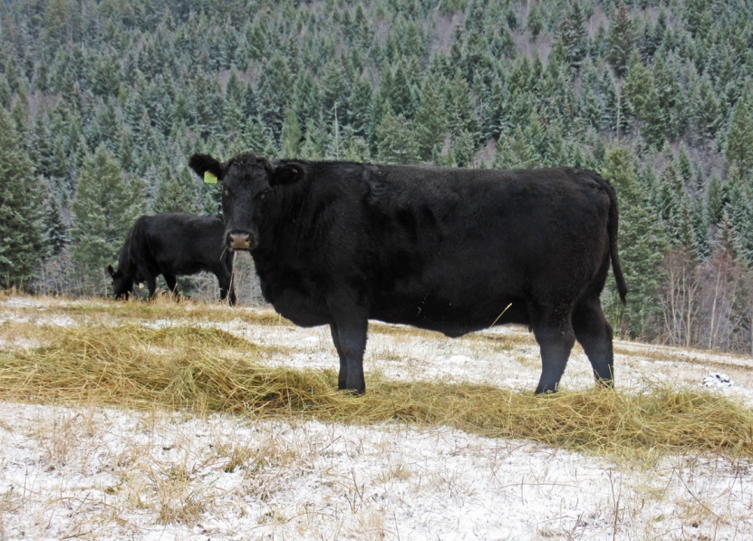 BC Livestock Sale Image
