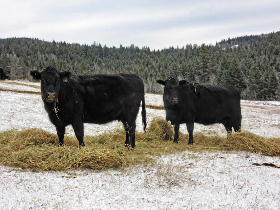 BC Livestock Sale Image