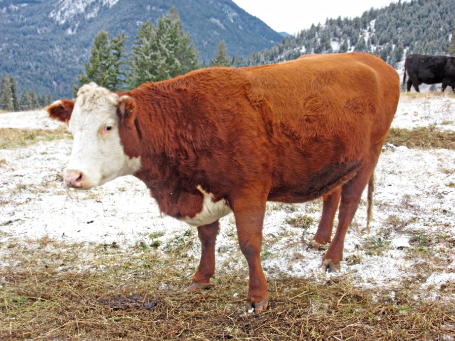 BC Livestock Sale Image