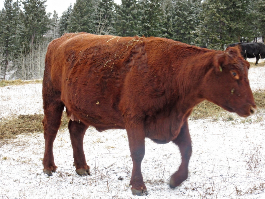 BC Livestock Sale Image