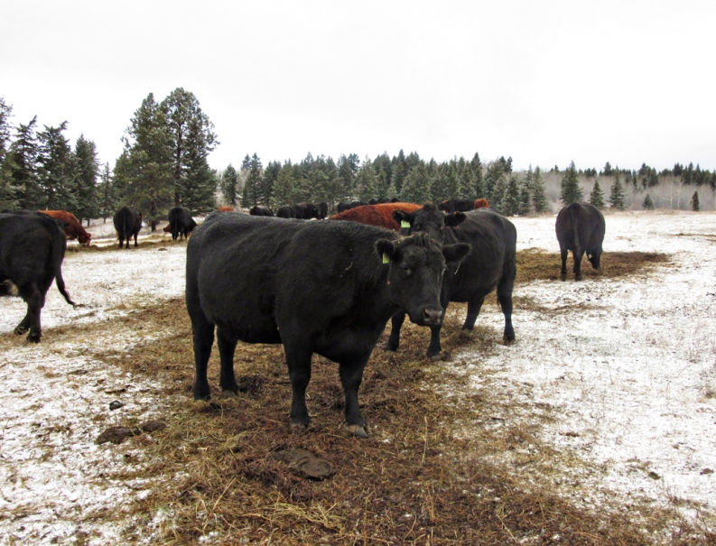 BC Livestock Sale Image