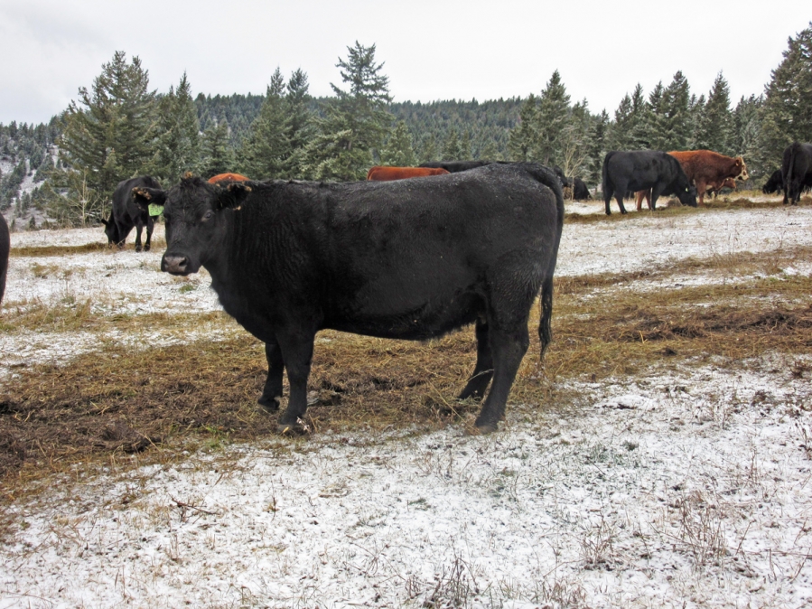BC Livestock Sale Image