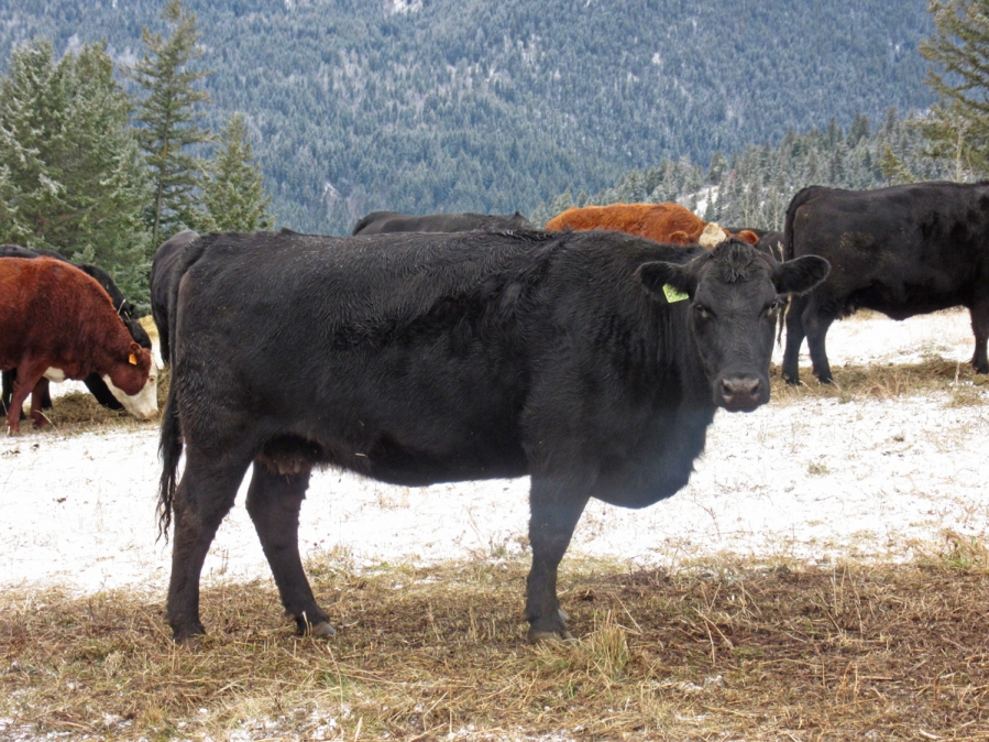 BC Livestock Sale Image