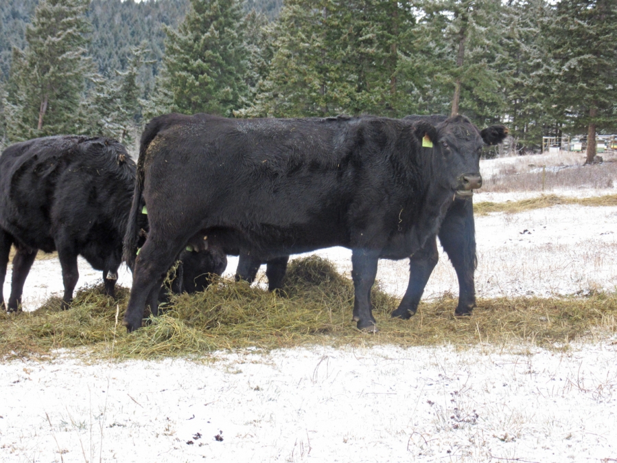 BC Livestock Sale Image