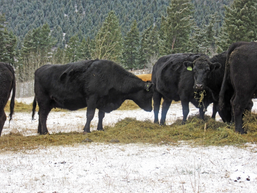 BC Livestock Sale Image