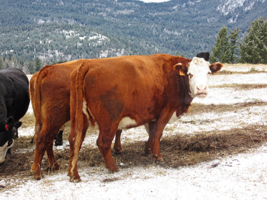 BC Livestock Sale Image