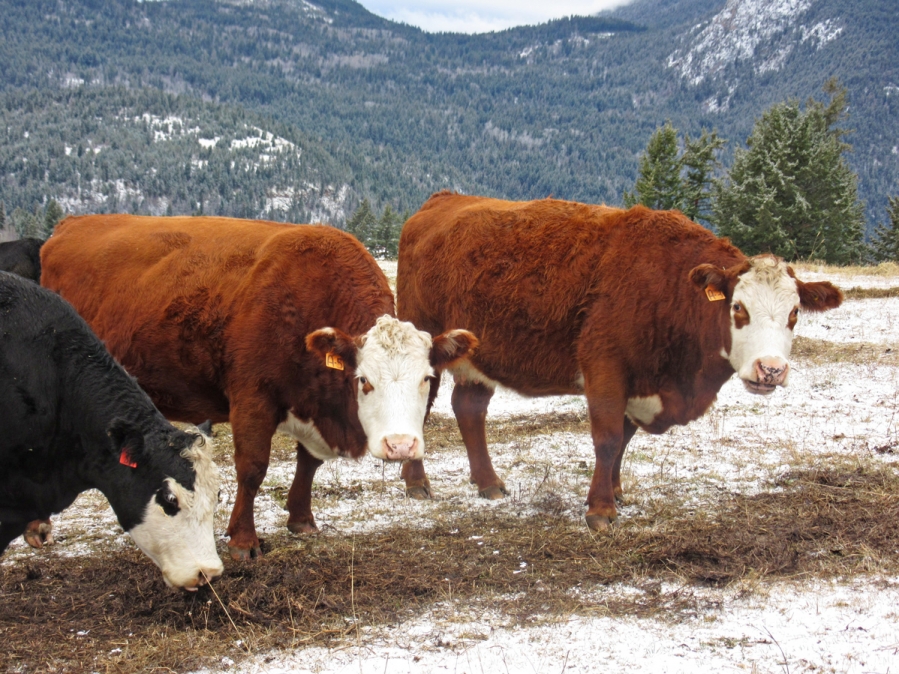 BC Livestock Sale Image
