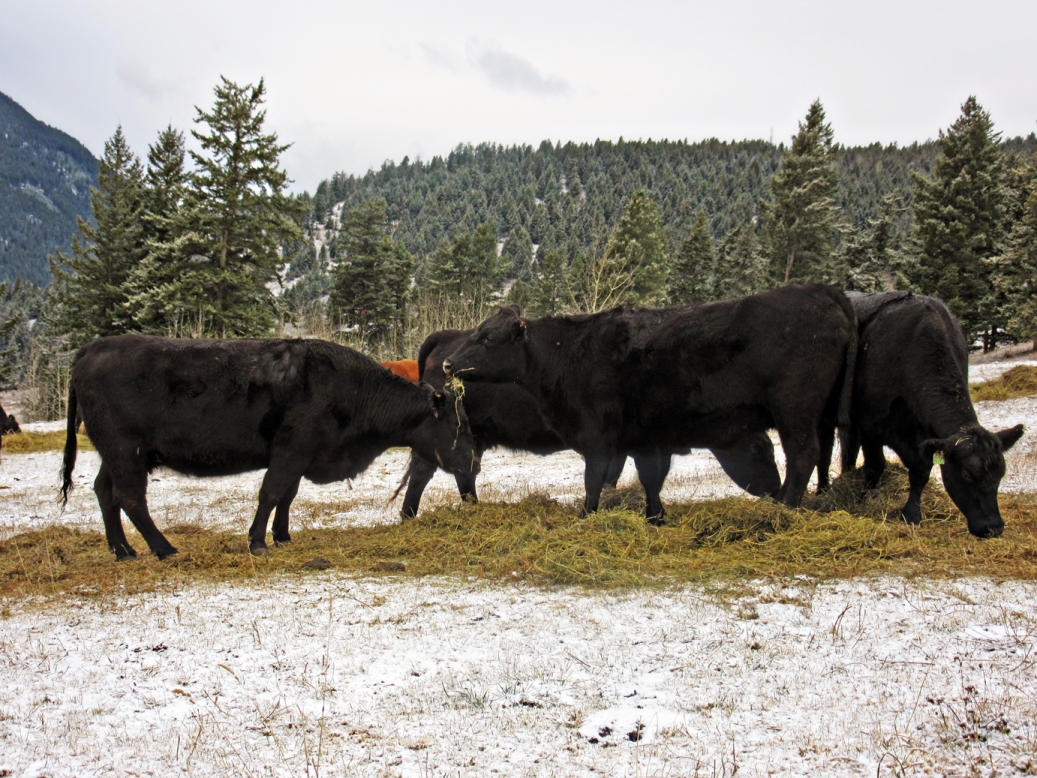 BC Livestock Sale Image