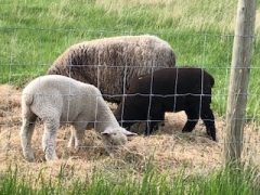 BC Livestock Sale Image