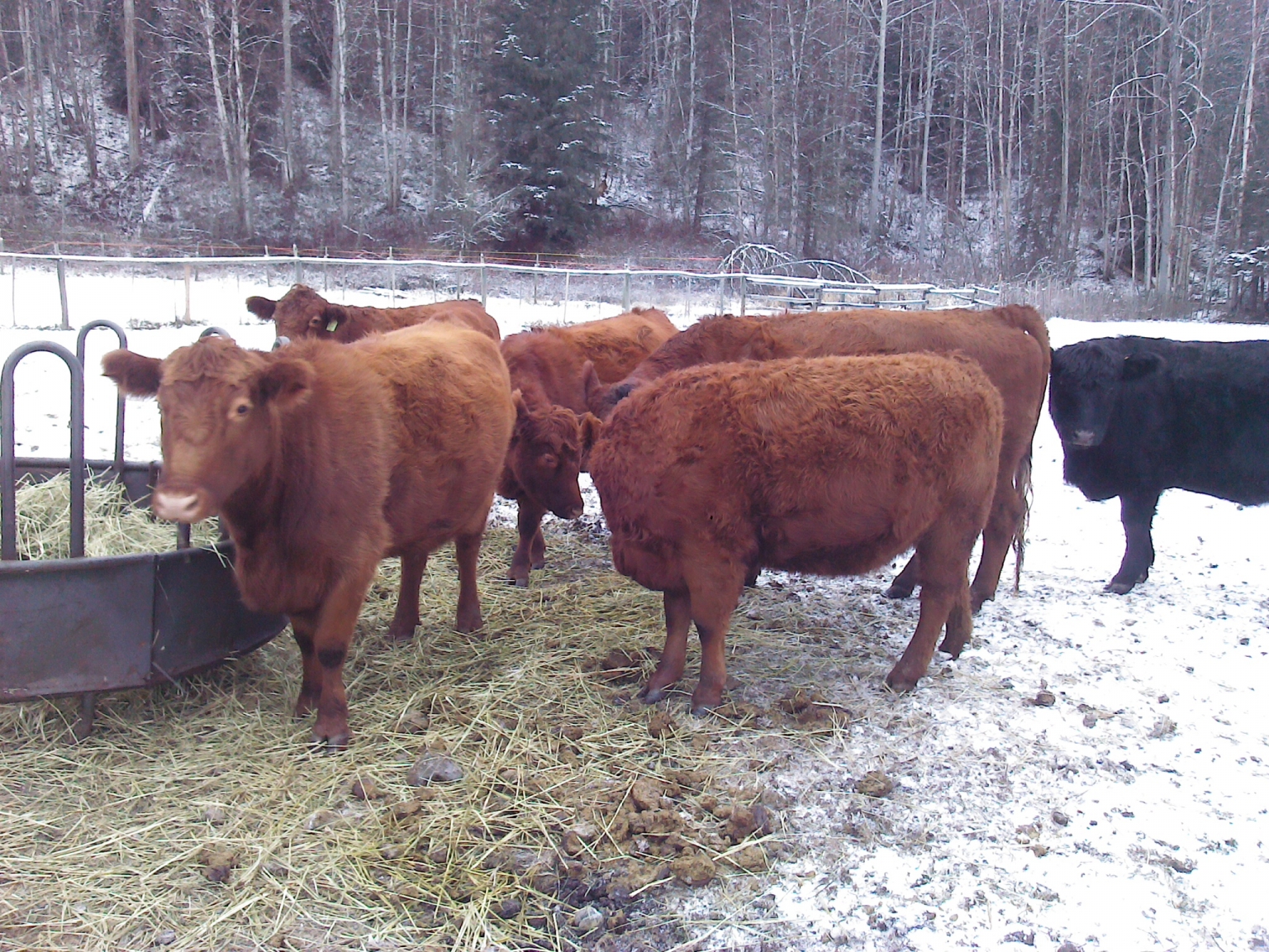 BC Livestock Sale Image