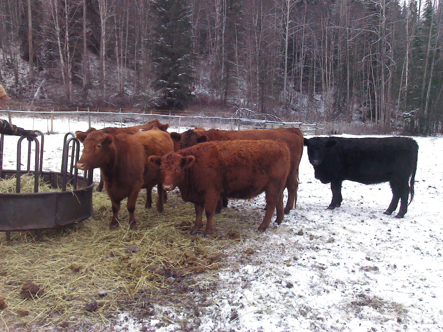 BC Livestock Sale Image